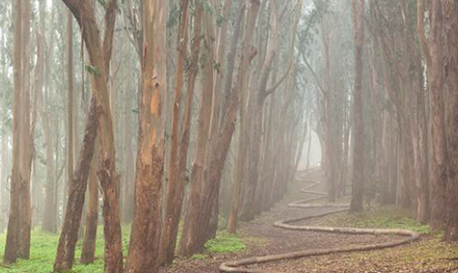 The Presidio