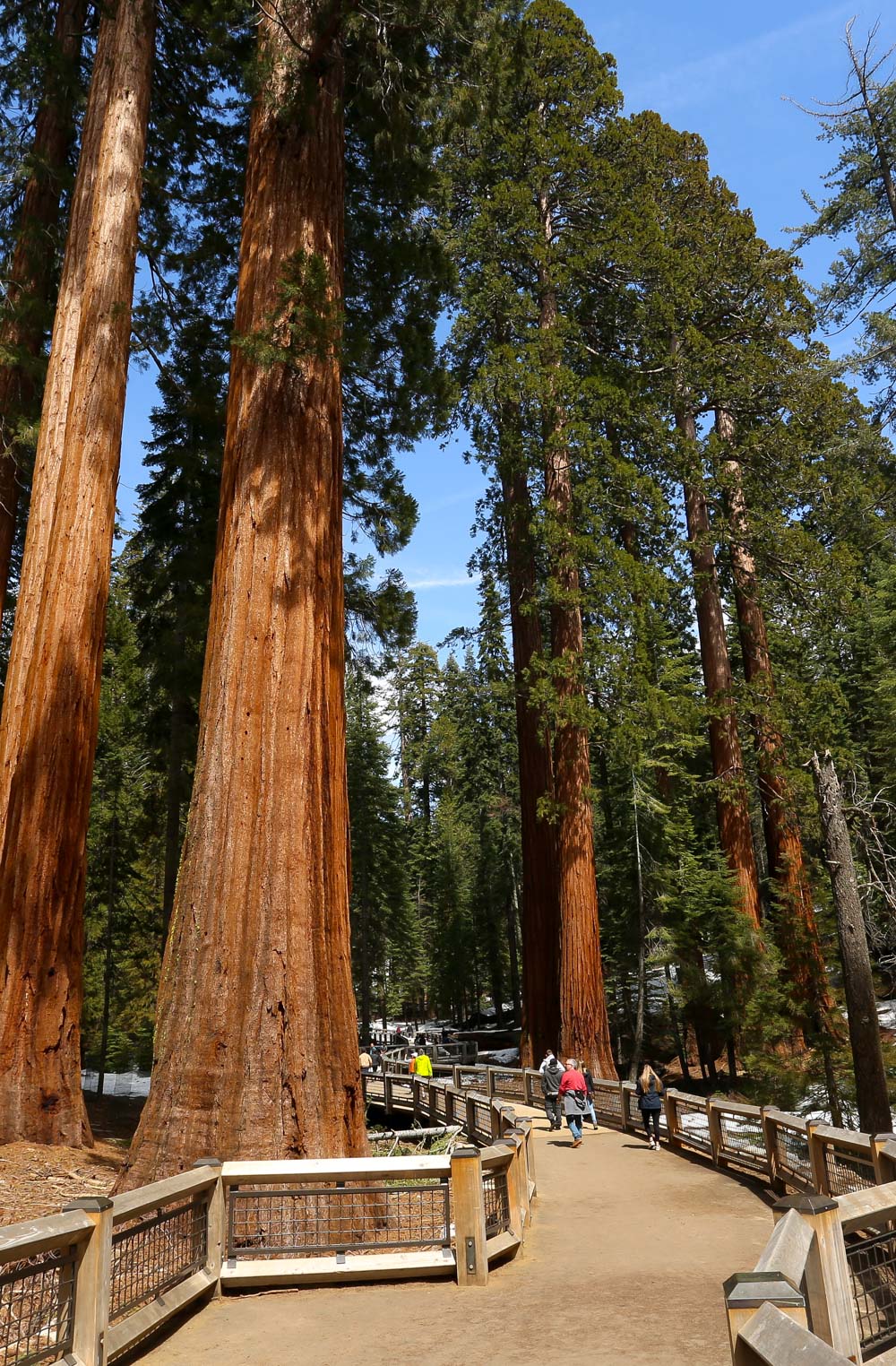 Mariposa Grove, Yosemite National Park