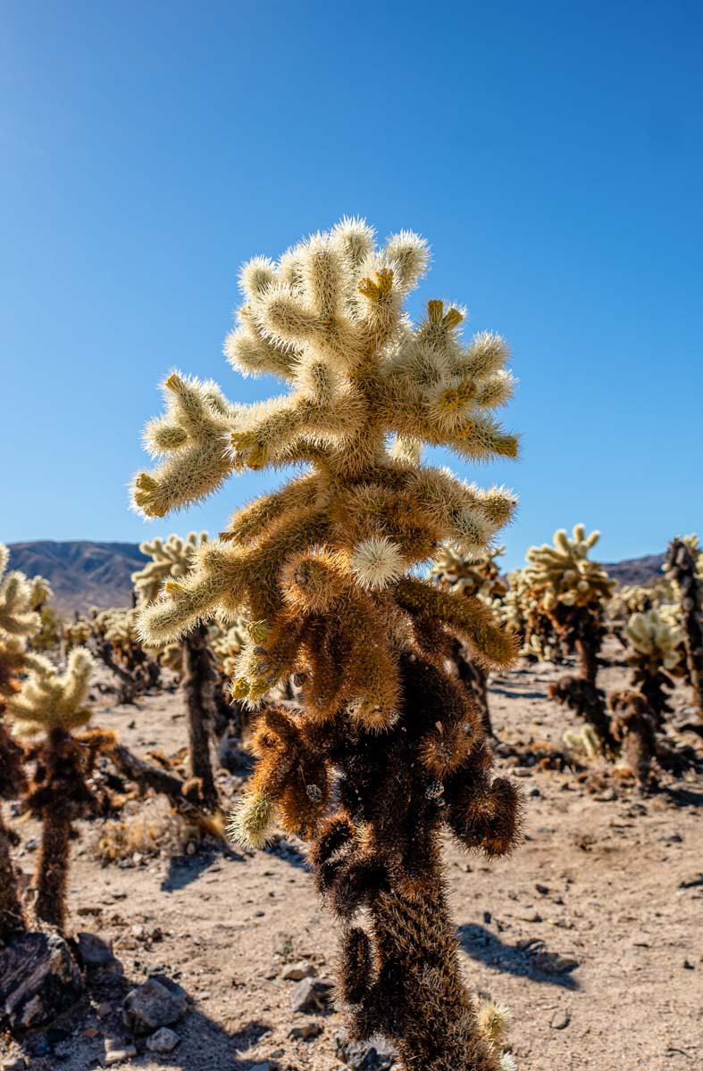 Joshua Tree National Park