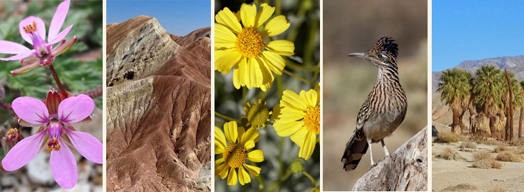 Borrego Springs Chamber of Commerce & Visitors' Bureau