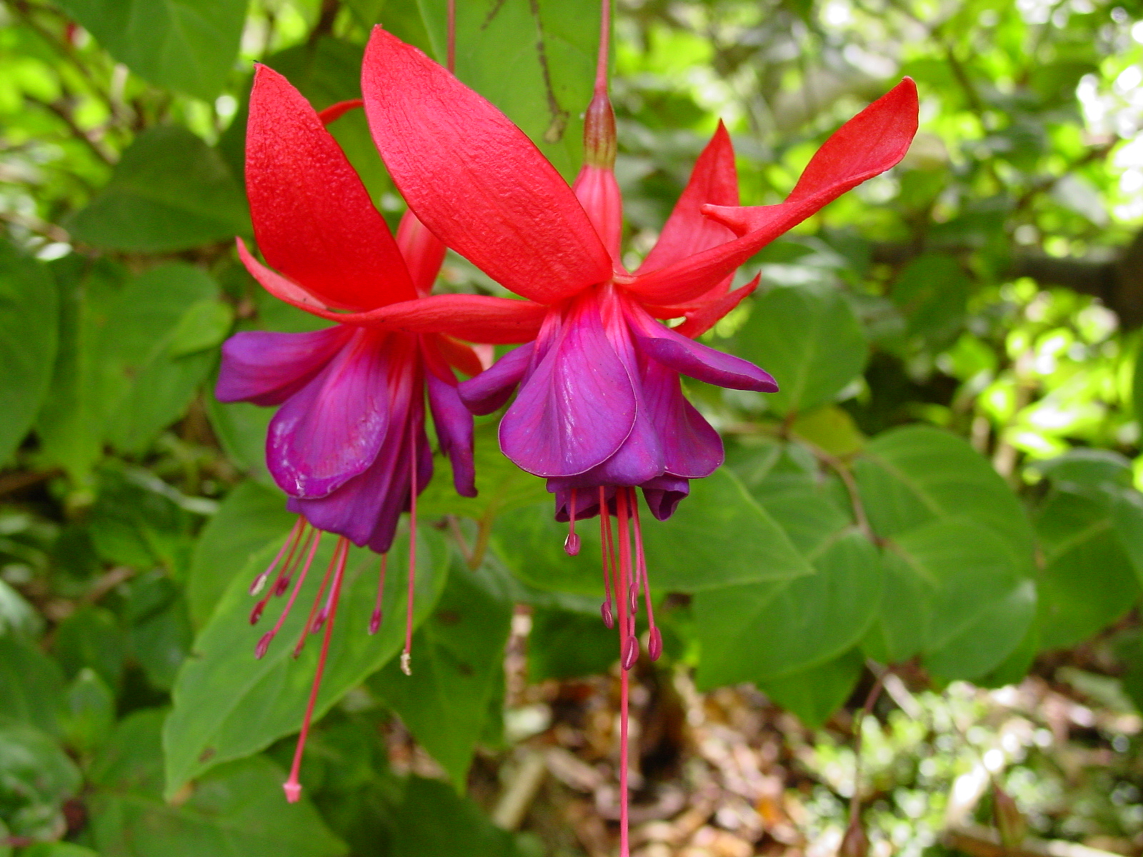 Mendocino Coast Botanical Gardens