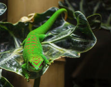 California Academy of Sciences