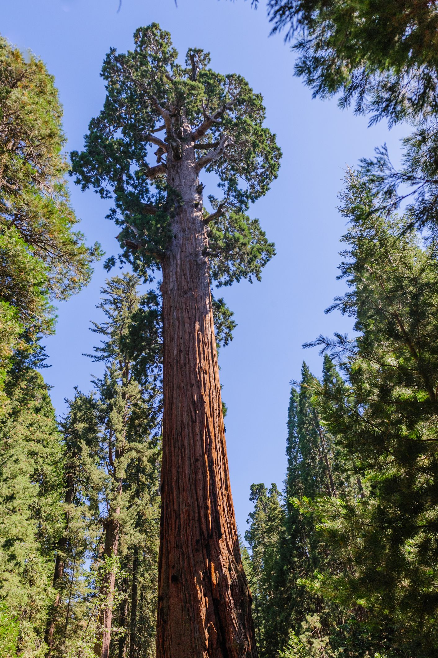 Grant Grove Cabin