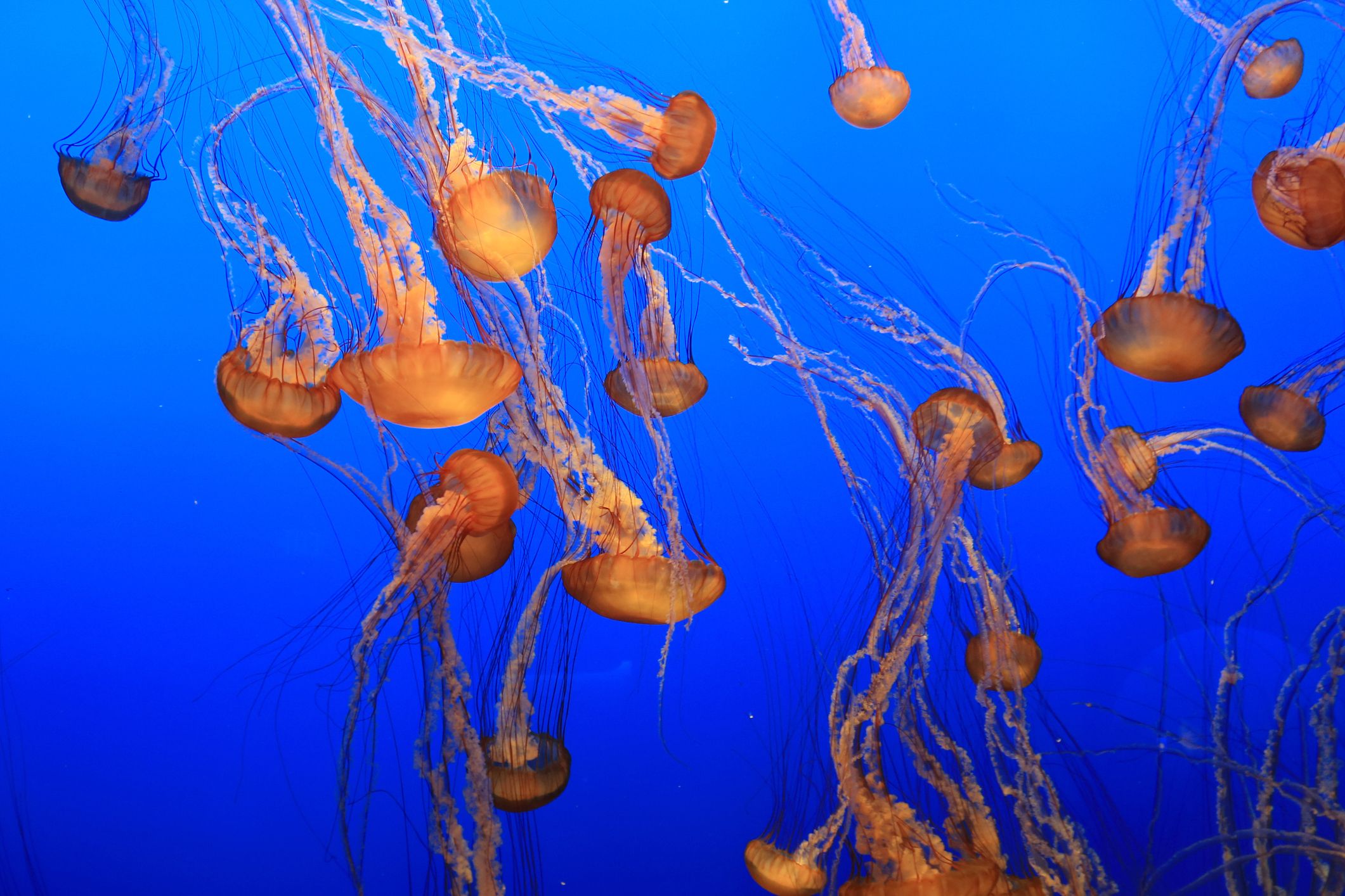 Monterey Bay Aquarium