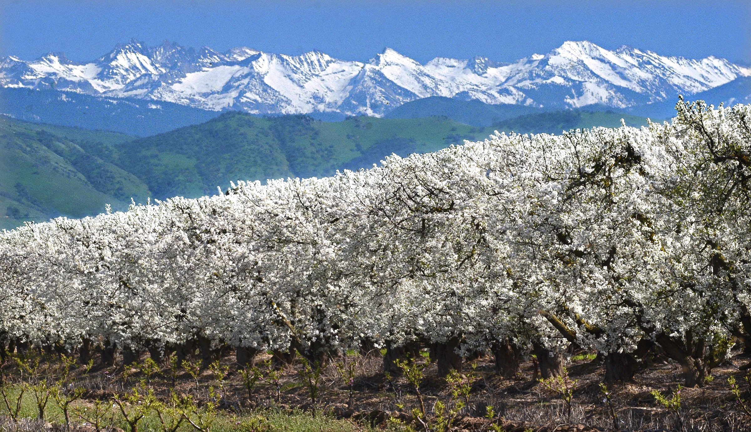 Fresno Blossom and Fruit Trails