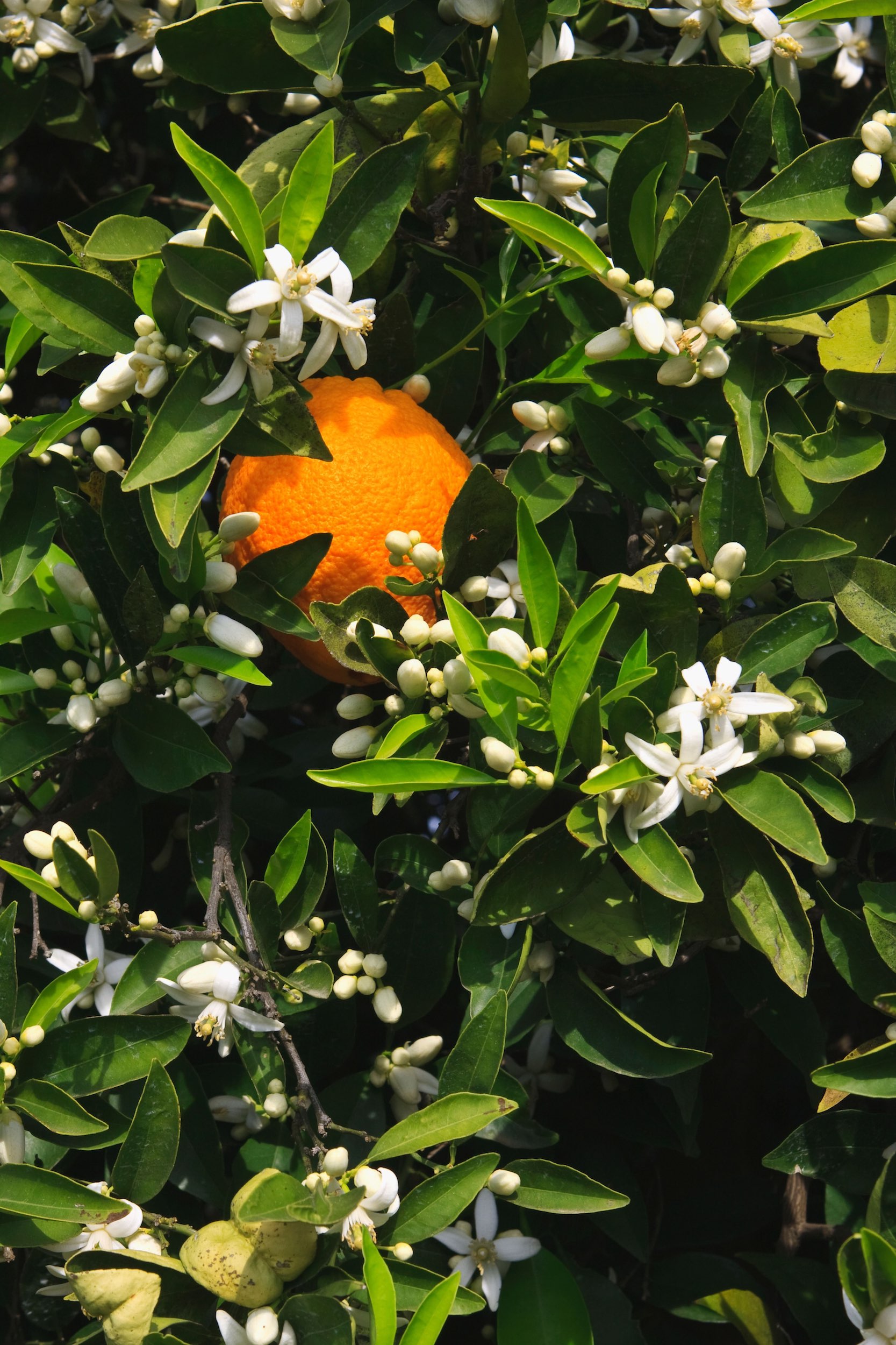 Orange Cove and Orange Blossom Trail