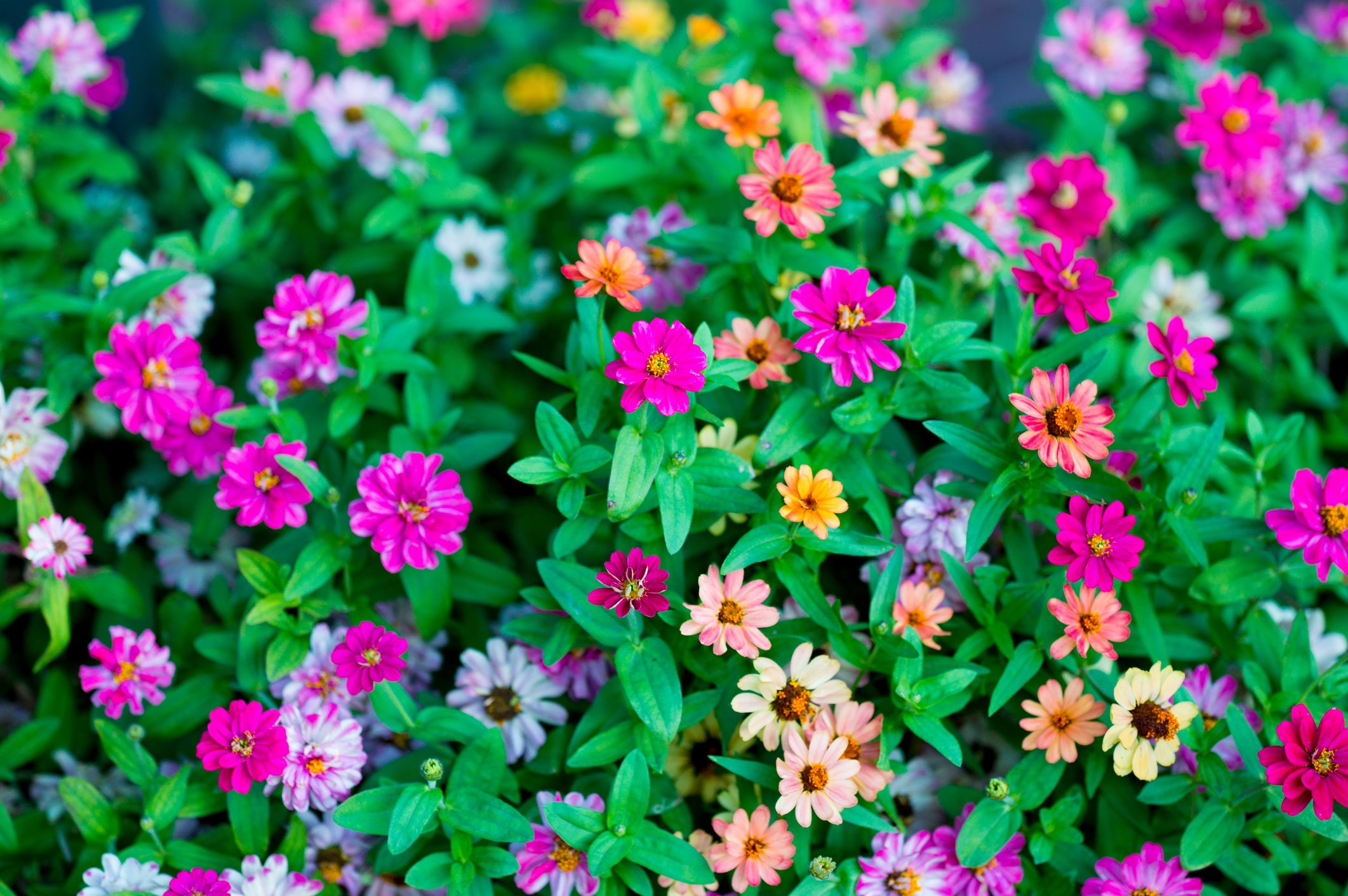 Metzger Zinnia Patch