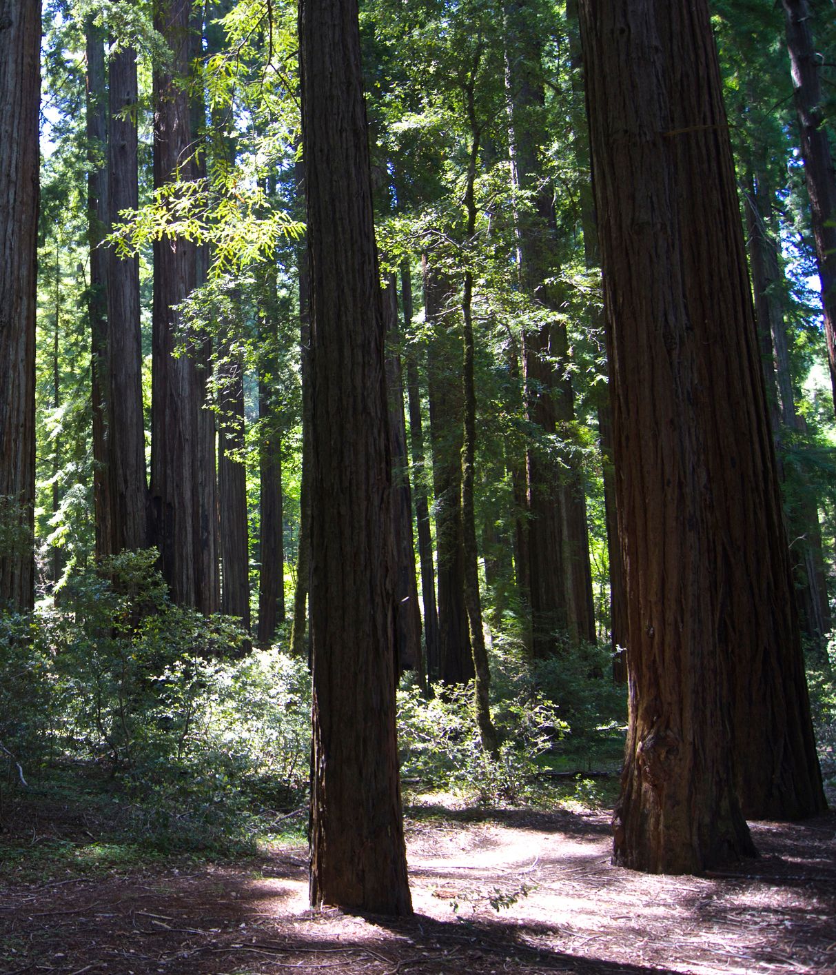 Staatliches Naturreservat Smithe Redwoods