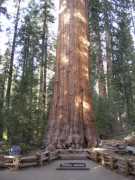 General Sherman Tree