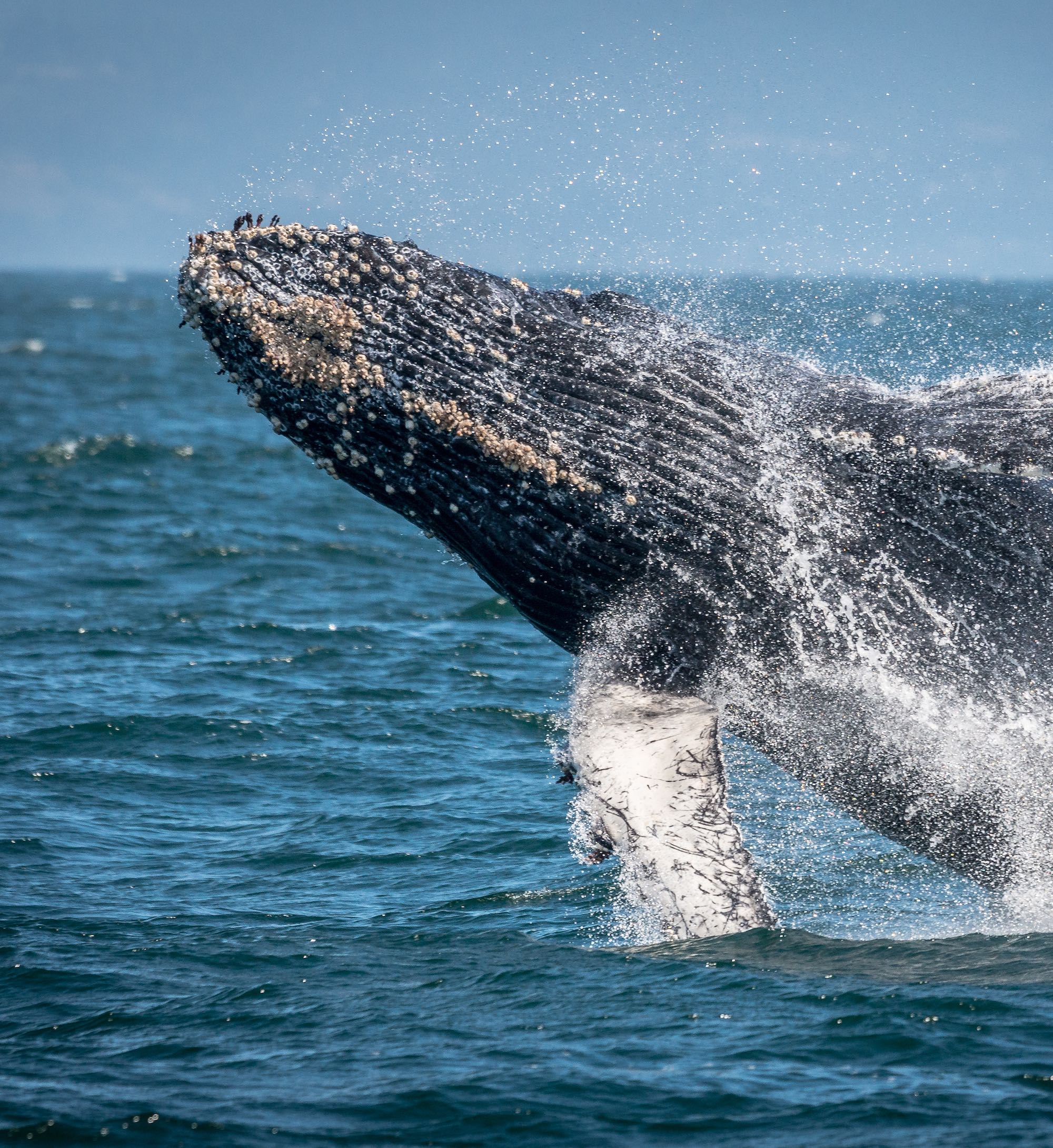 Moss Landing