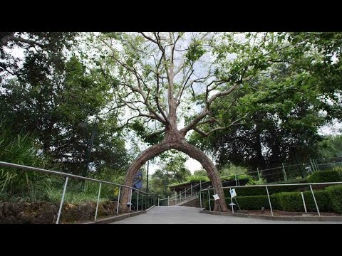 Circus Trees of Gilroy Gardens