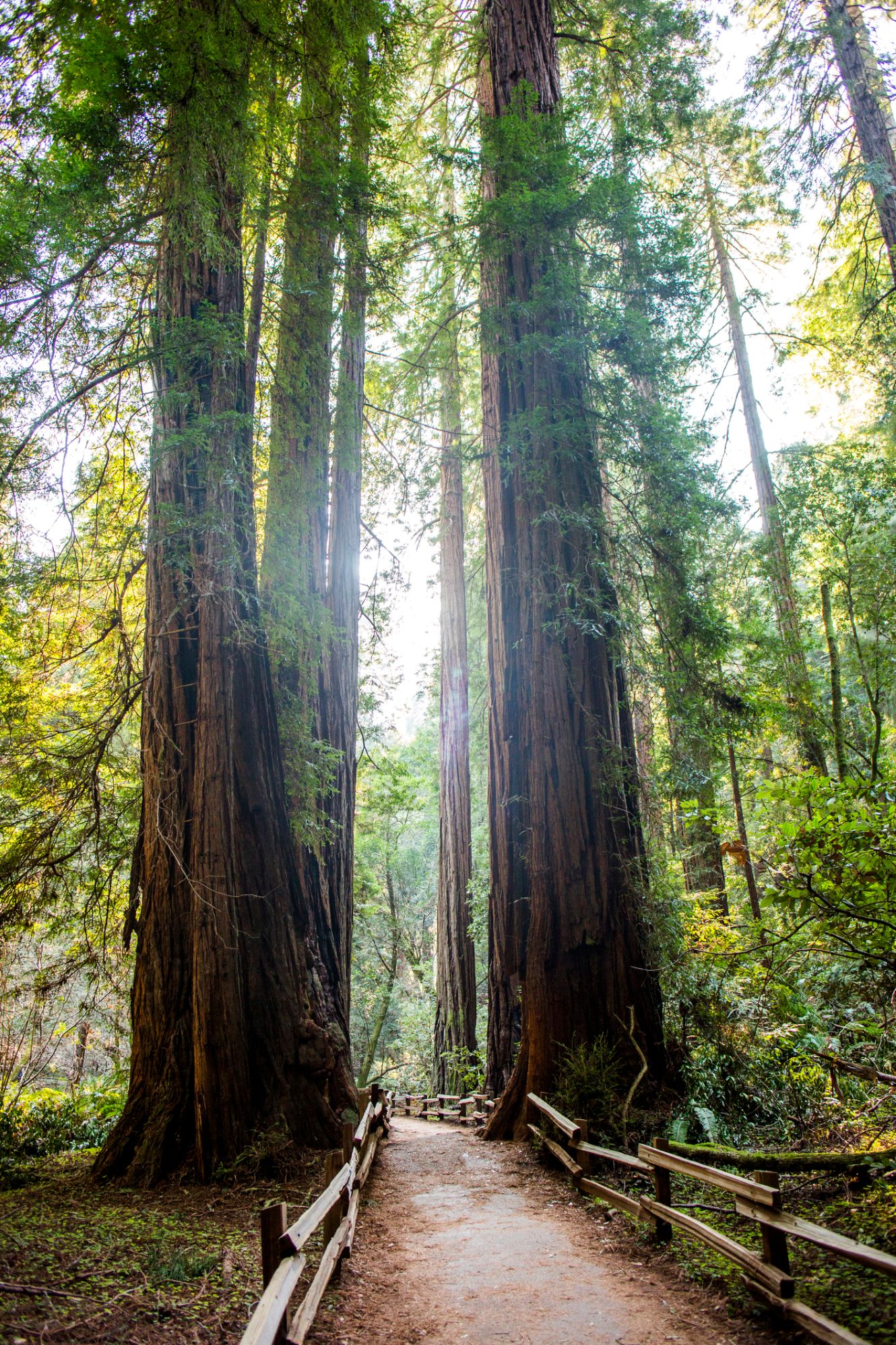 Monument national de Muir Woods