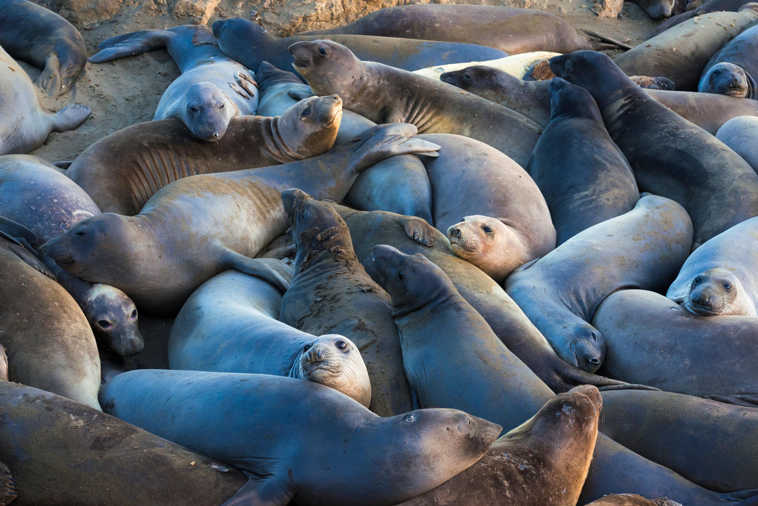 Piedras Blancas Elephant Seal Rookery