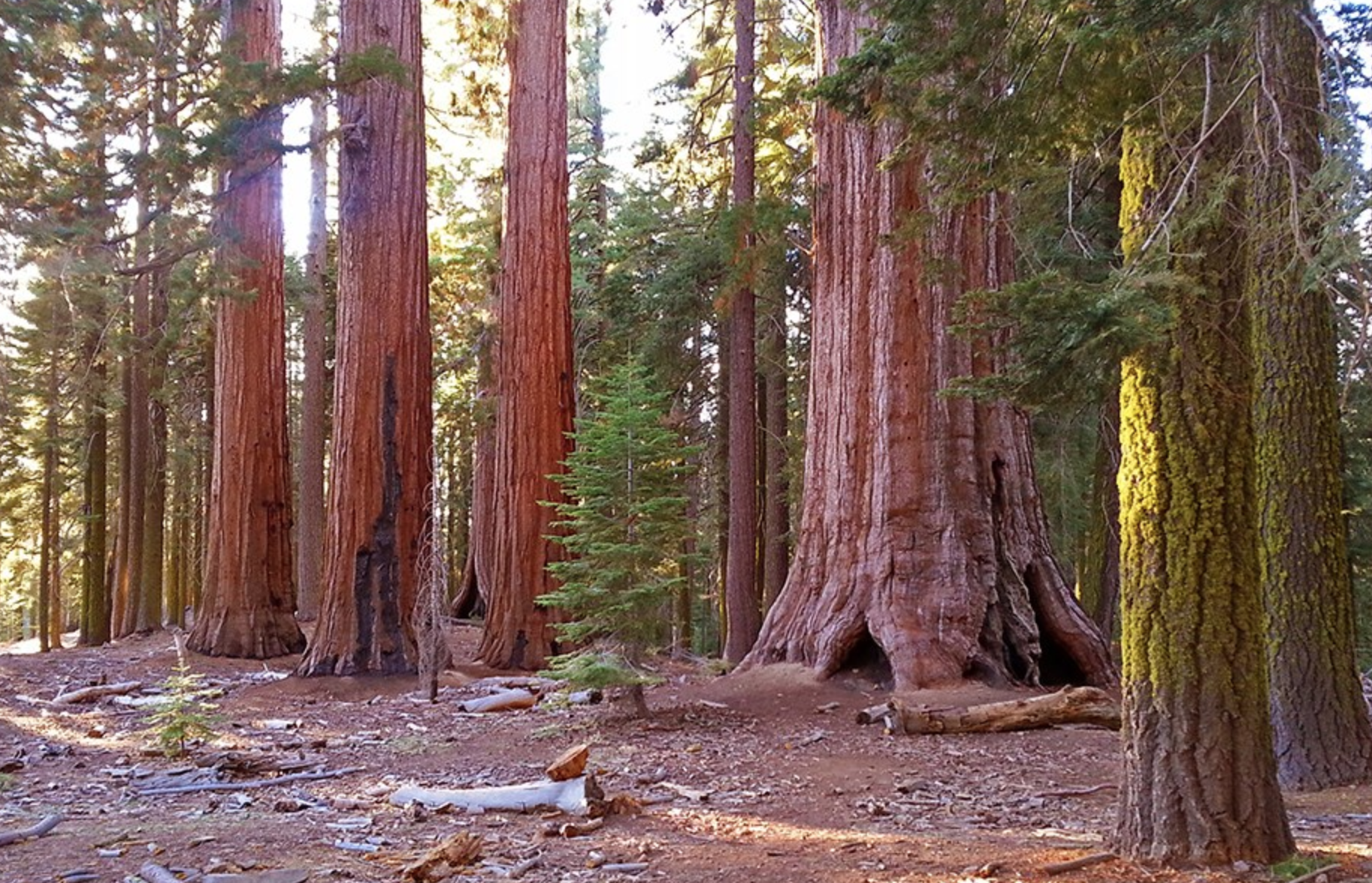 Tuolumne Grove of Giant Sequoias