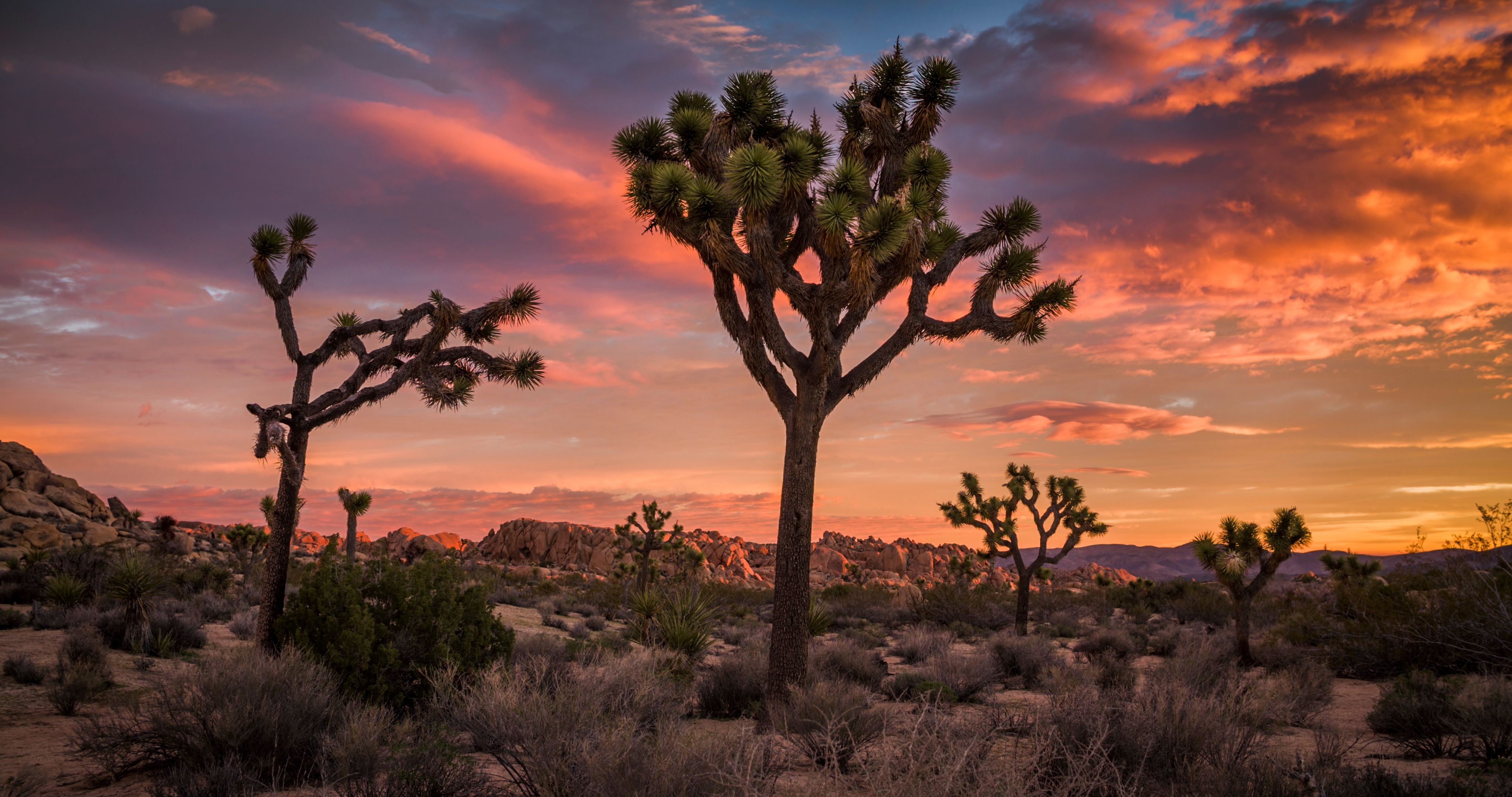 Parc national de Joshua Tree