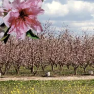 Fresno Blossom Trail