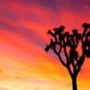 Joshua Tree National Park - More Information