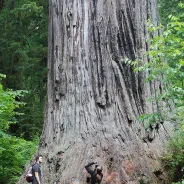 Humboldt County - Explore Redwood National Park