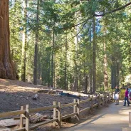 Grant Grove area trails