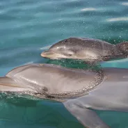 Plus de choses à faire à SeaWorld San Diego 