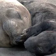 Friends of the Elephant Seal: Dónde ir