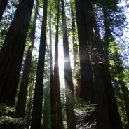 7 Tipps für den Besuch in den Muir Woods im Sommer