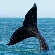 Whale Watching, Dog-Friendly Travel, Ironstone Vineyards