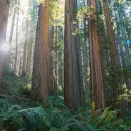 Redwood Coast, Favorite Hotels, Sacramento Dining