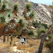 조슈아트리 국립공원 (Joshua Tree National Park)