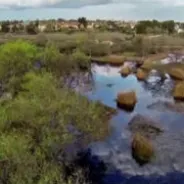 Madrona Marsh