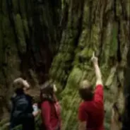 Visit Redwoods