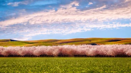 Central Valley
