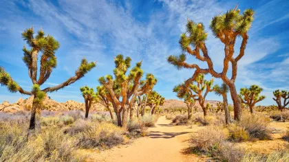 Deserts