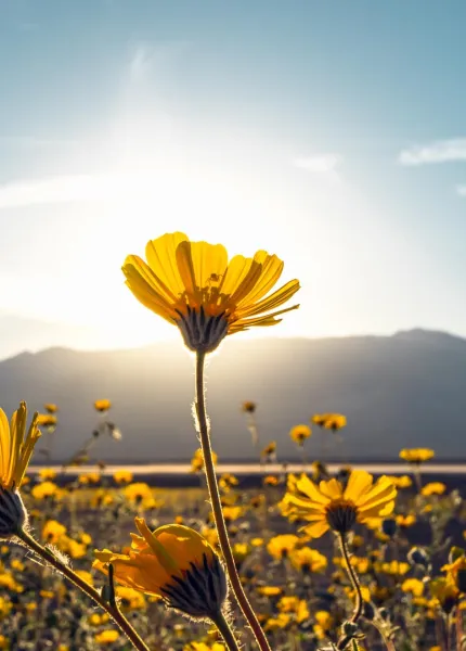 Desert Flowers Desert Flowers