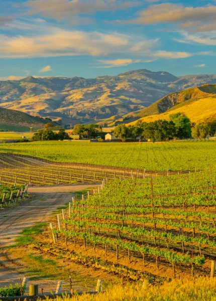 Tour del vino della Central Coast