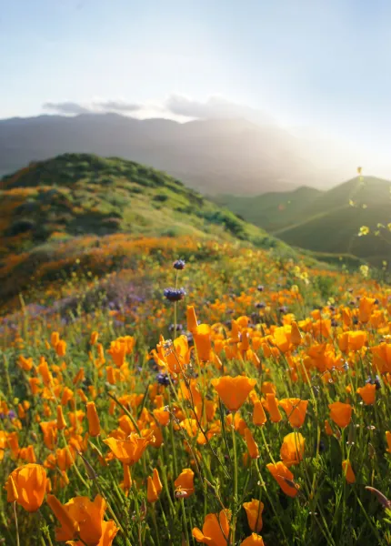 Desert Flowers