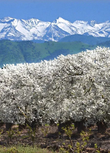 Fresno Blossom Trail und Fruit Trail