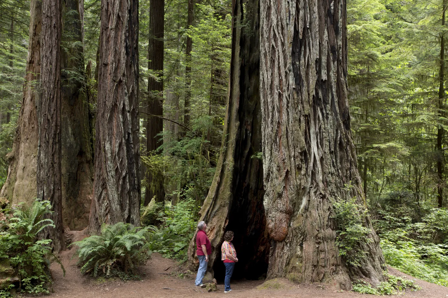 Prairie creek redwoods state park hikes best sale