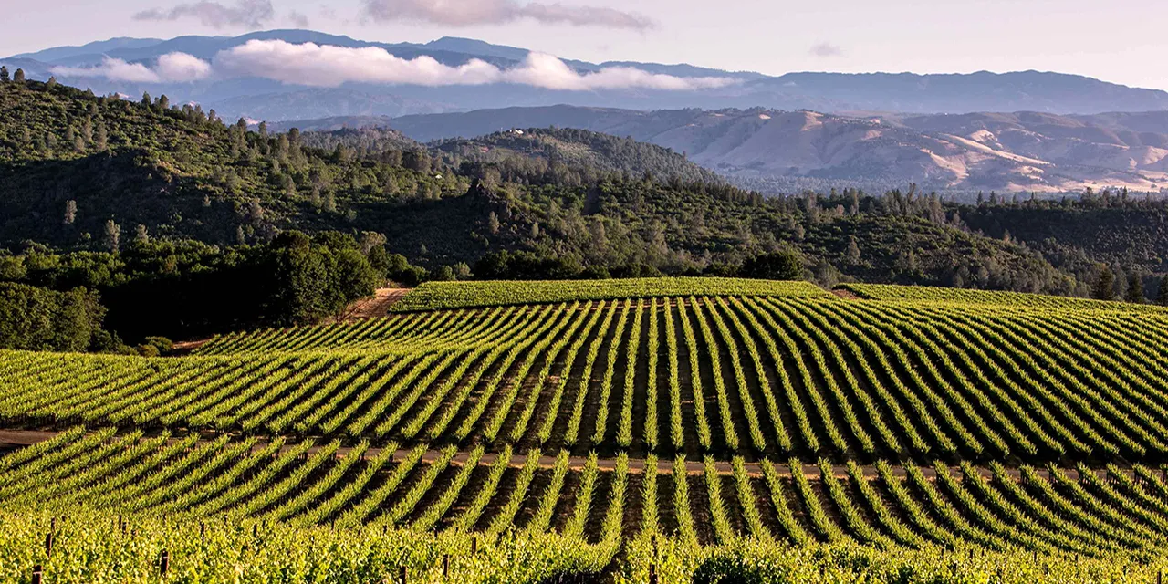 California vineyards discount