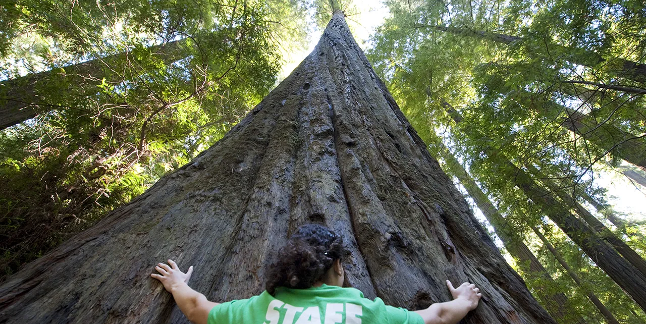 Big Trees Yosemite National Park Redwood & Sequoia T-Shirt Big Trees Yosemite National Park Redwood & Sequoia T-Shirt