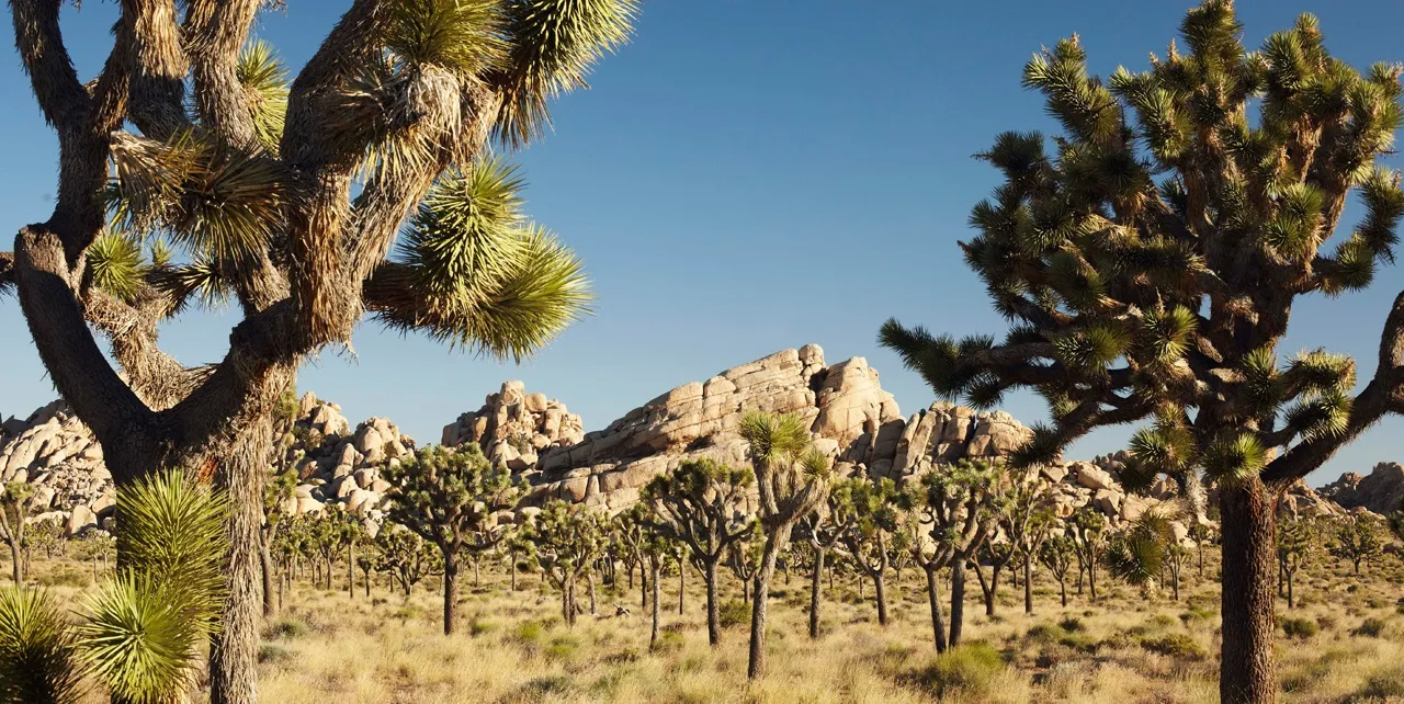 Joshua Tree National Park | Visit California
