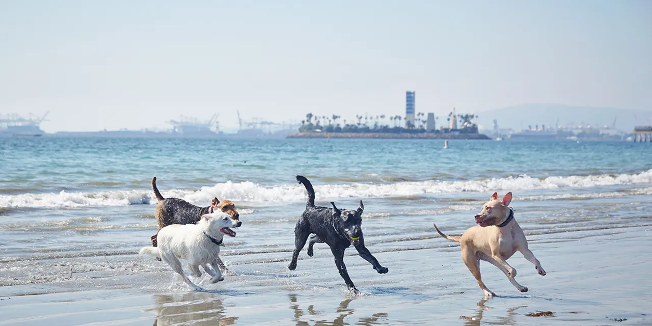 Fashion dog walking beaches