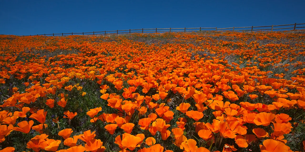 Poppy Poppy