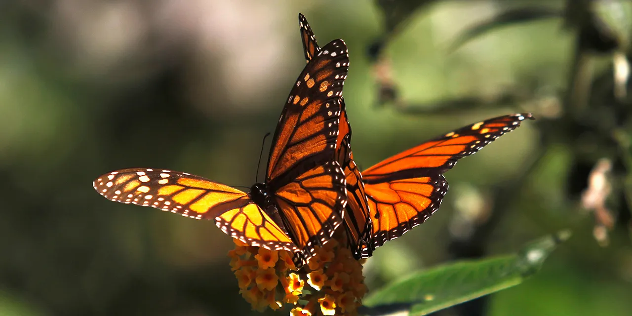 お歳暮ならオンライン the See stunning Pacific in butterflies monarch of clusters 