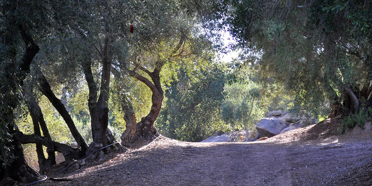 Ojai Olive Oil