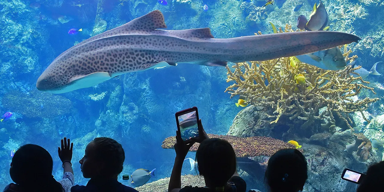 Aquarium of the pacific 5k 219 on sale