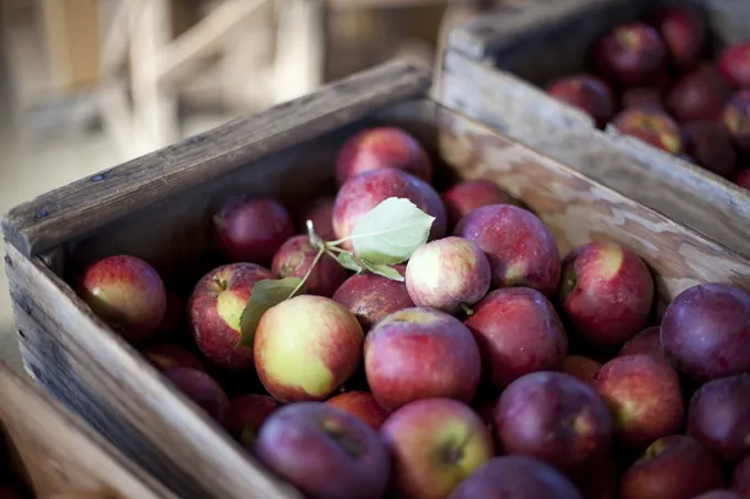 Philo Apple Farm