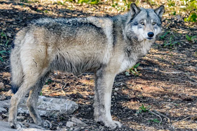 Wolf Oakland Zoo
