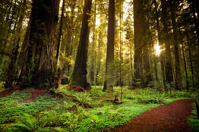 Giant trees and lush forest in the Humboldt Redwoods State Park California