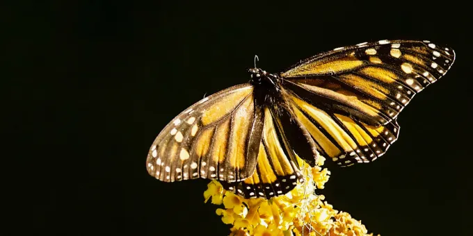 Monarch Butterfly Sanctuary